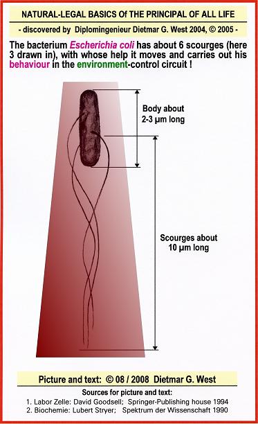 Naturel-legal basics of the PRINCIPLE OF ALL LIFE:  BEHAVIOUR OF THE BACTERIA - Bacteria behave with help of its scourges.