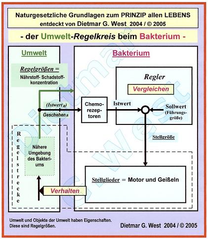 Naturgesetzliche Grundlagen zum Prinzip allen Lebens: Der UMWELT-REGELKREIS beim DarmBAKTERIUM !